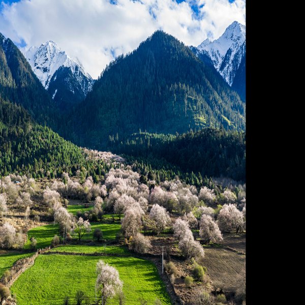林芝波密桃花沟 - 图片8