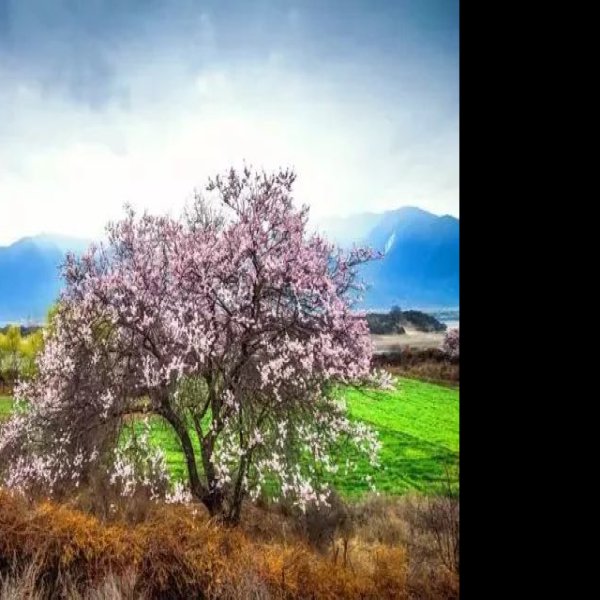林芝波密桃花沟 - 图片9