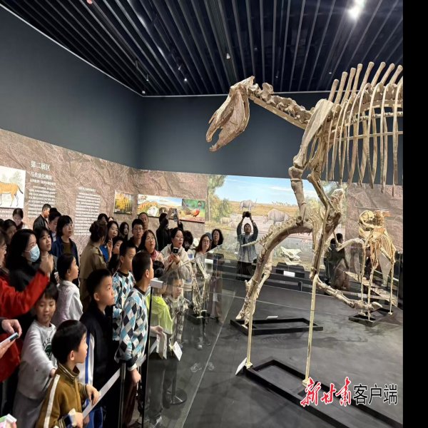临夏和政古动物化石博物馆 - 图片7