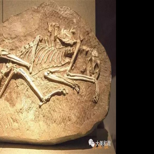 临夏和政古动物化石博物馆 - 图片9