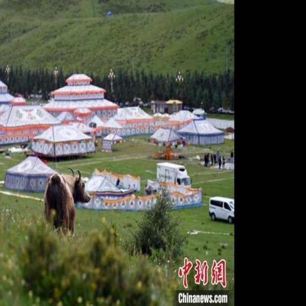 甘南合作当周草原 - 图片6
