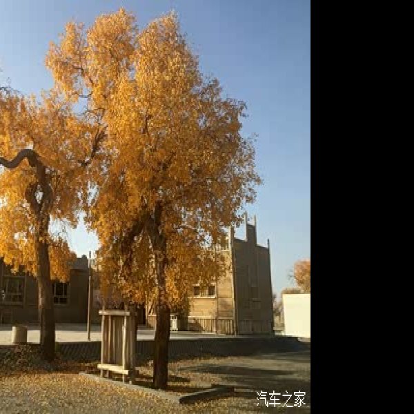 库尔勒罗布人村寨胡杨林 - 图片2