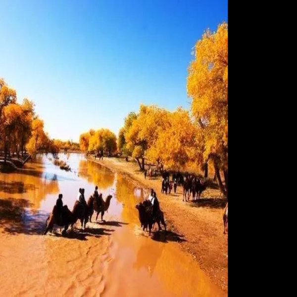 库尔勒罗布人村寨胡杨林 - 图片4
