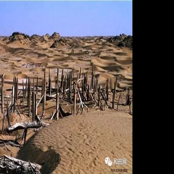 尼雅遗址 - 图片1
