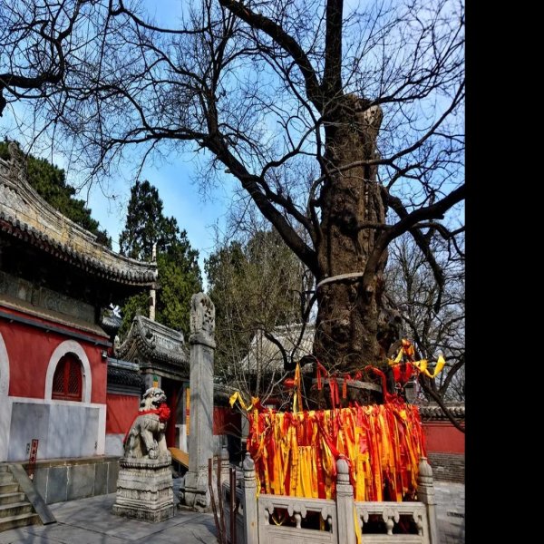 戒台寺 - 图片1
