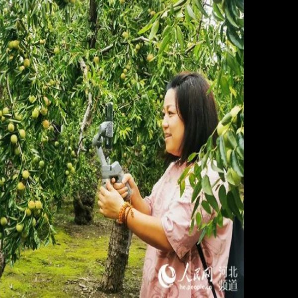 聚馆古贡枣园 - 图片10
