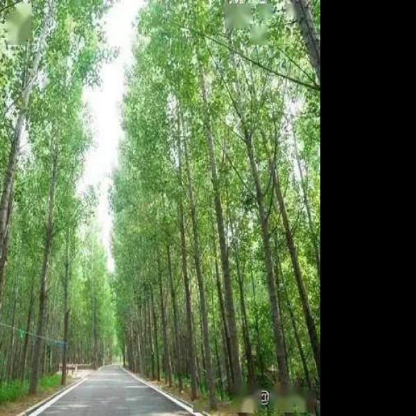 聚馆古贡枣园 - 图片3