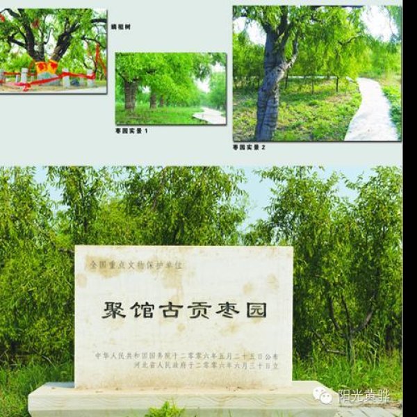 聚馆古贡枣园 - 图片8