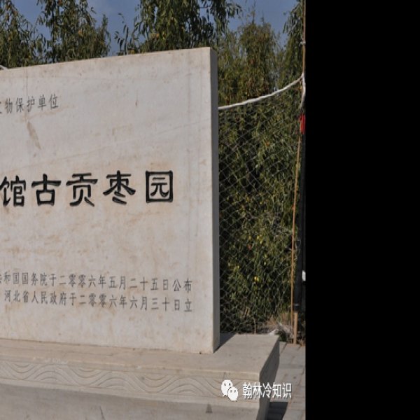 聚馆古贡枣园 - 图片9