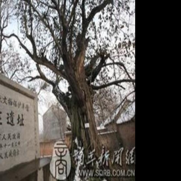 金胜庄遗址 - 图片8