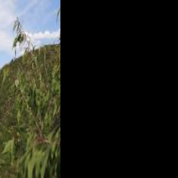 宣化柏林寺 - 图片2