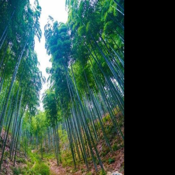 上马坎遗址 - 图片9