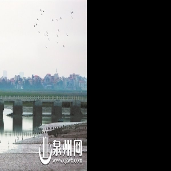 福建泉州洛阳桥 - 图片6