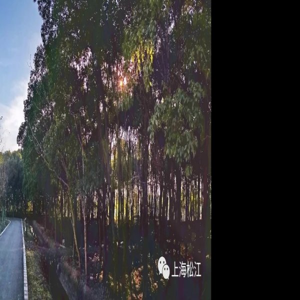 富河沟门遗址 - 图片10