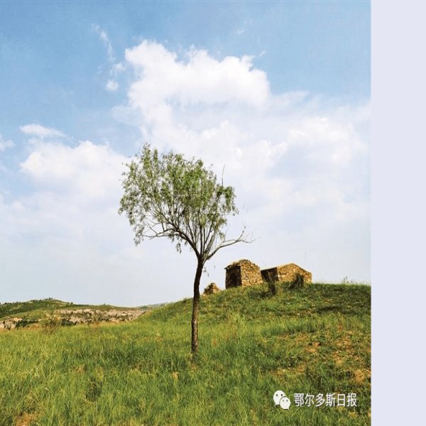 寨子圪旦遗址 - 图片5