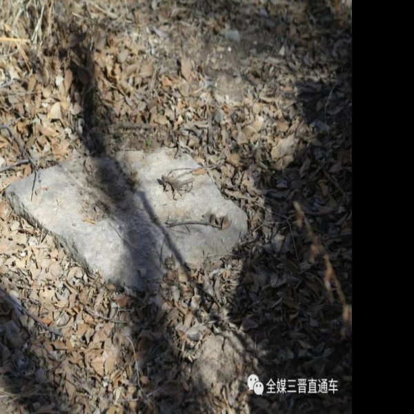 赵家庄遗址 - 图片5