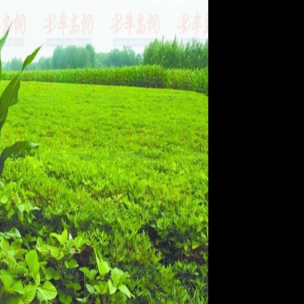 西皇姑庵遗址 - 图片5