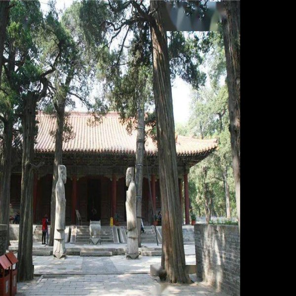 山东曲阜孔林 - 图片7
