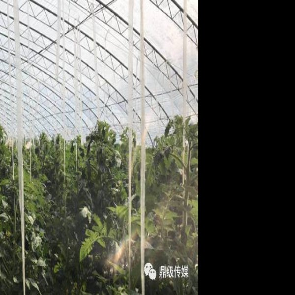 丁家岗遗址 - 图片6