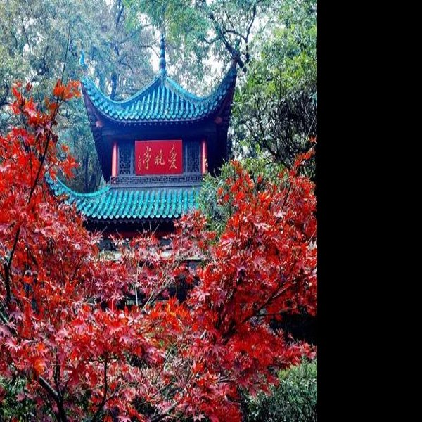 爱晚亭 - 图片8