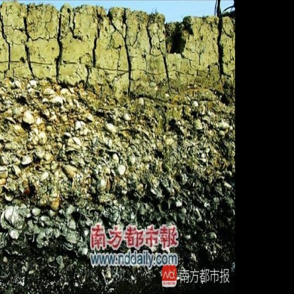 古椰贝丘遗址 - 图片4
