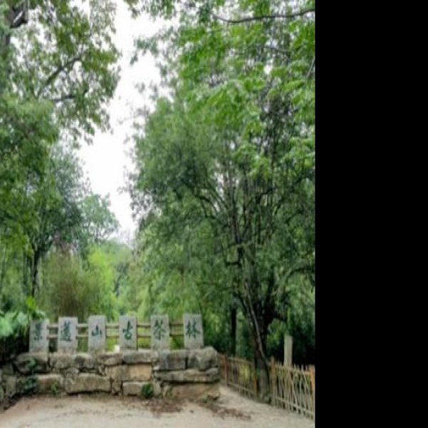 普洱景迈山古茶林 - 图片1