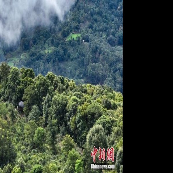 普洱景迈山古茶林 - 图片5