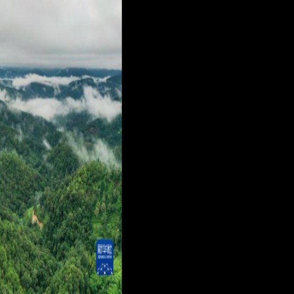 普洱景迈山古茶林 - 图片6