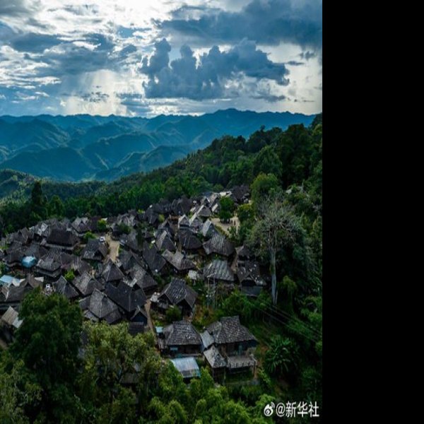 普洱景迈山古茶林 - 图片7
