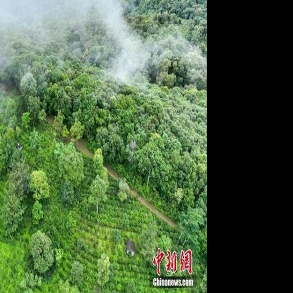 普洱景迈山古茶林 - 图片9