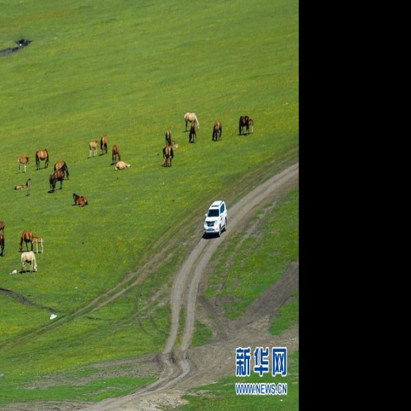内蒙古呼伦贝尔草原 - 图片8