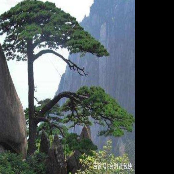 安徽黄山迎客松 - 图片1