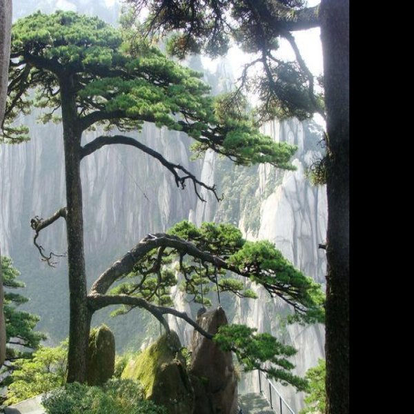安徽黄山迎客松 - 图片2