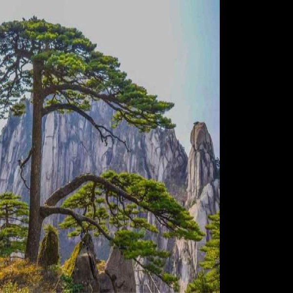 安徽黄山迎客松 - 图片3