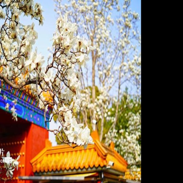 北京地坛 - 图片2