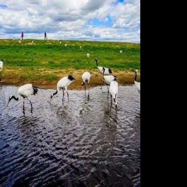黑龙江齐齐哈尔扎龙湿地 - 图片10