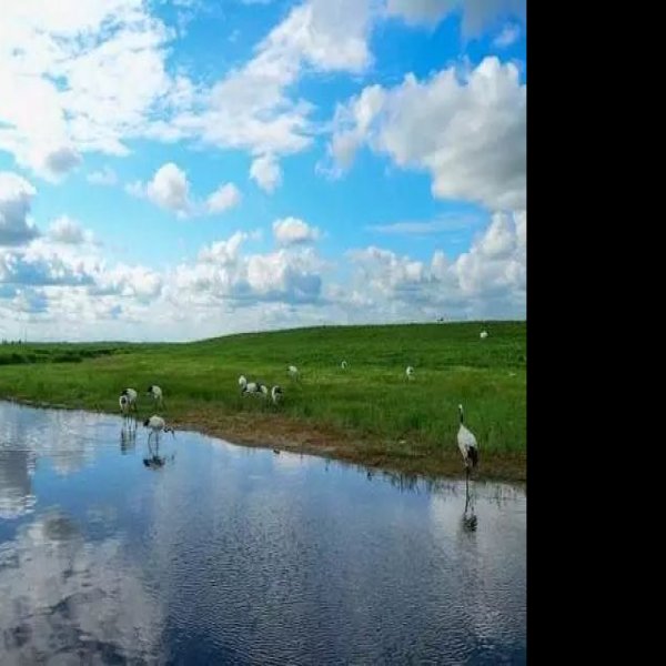 黑龙江齐齐哈尔扎龙湿地 - 图片3