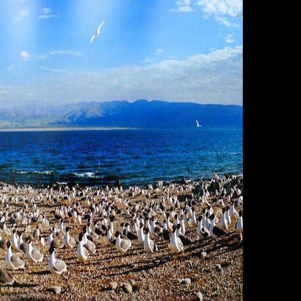 青海青海湖鸟岛 - 图片2