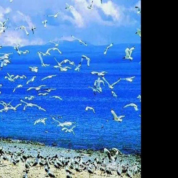 青海青海湖鸟岛 - 图片7