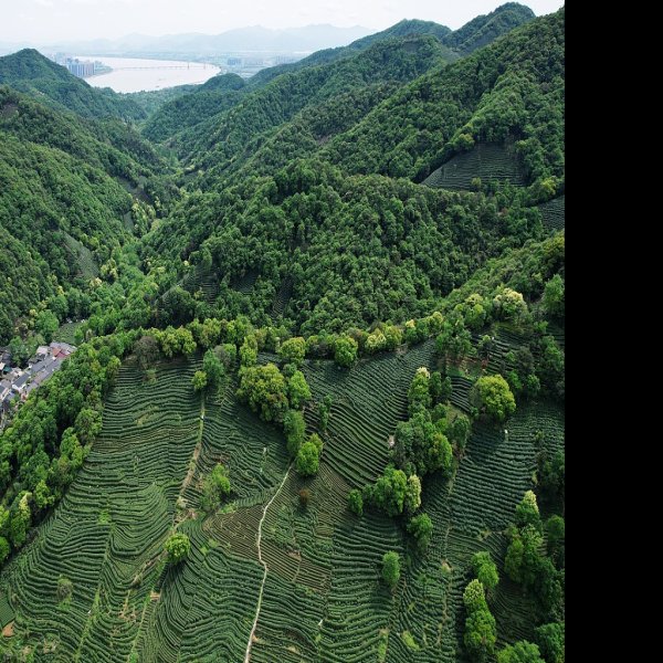 浙江杭州龙井茶园 - 图片1