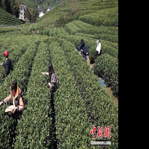 浙江杭州龙井茶园 - 图片10