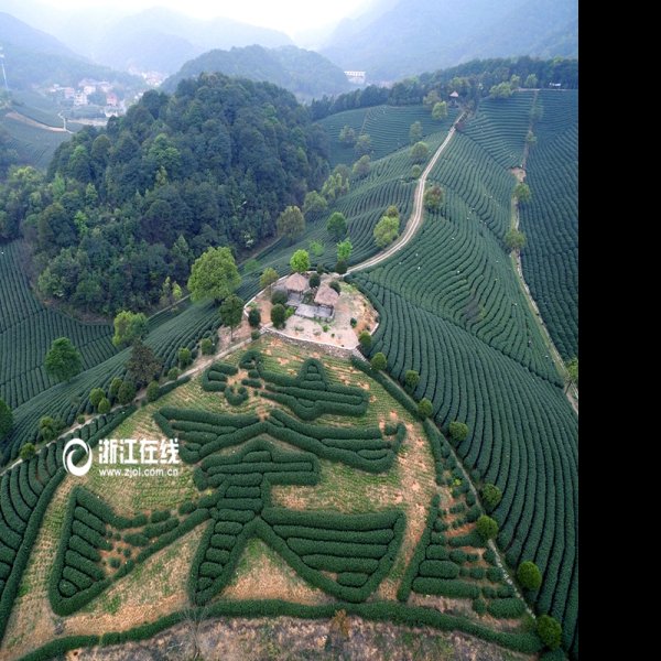 浙江杭州龙井茶园 - 图片3
