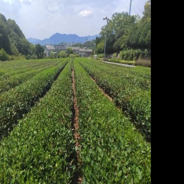 浙江杭州龙井茶园 - 图片6
