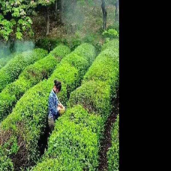 浙江杭州龙井茶园 - 图片9