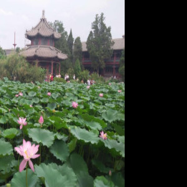 古莲花池 - 图片3