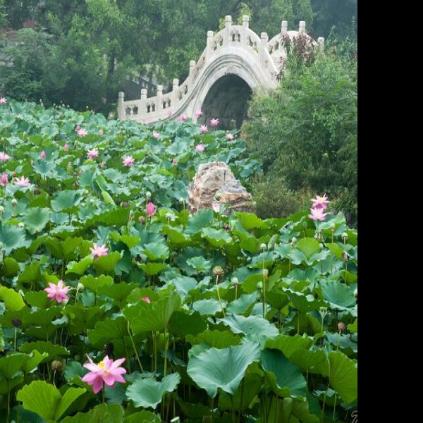 古莲花池 - 图片7