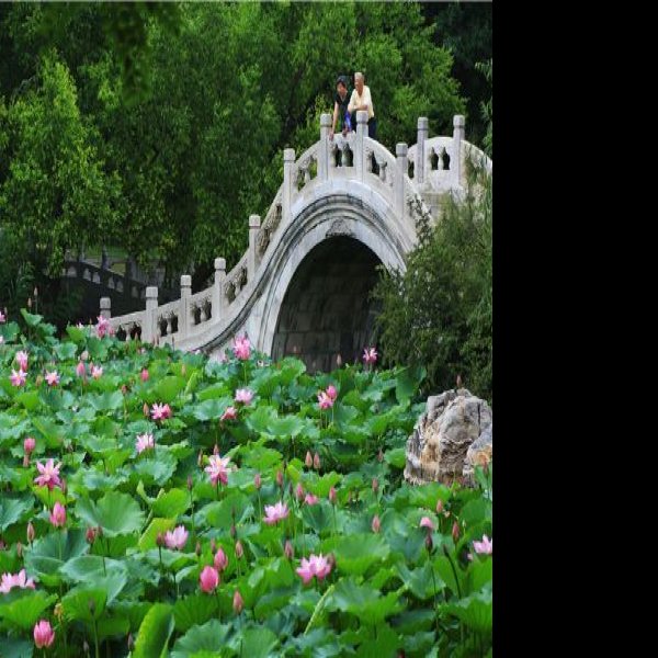 古莲花池 - 图片9