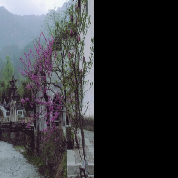 绩溪龙川 - 图片3