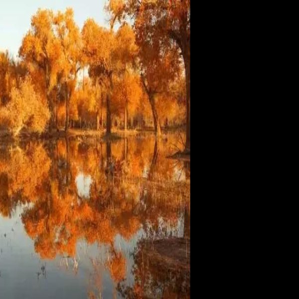 内蒙古额济纳旗胡杨林 - 图片2