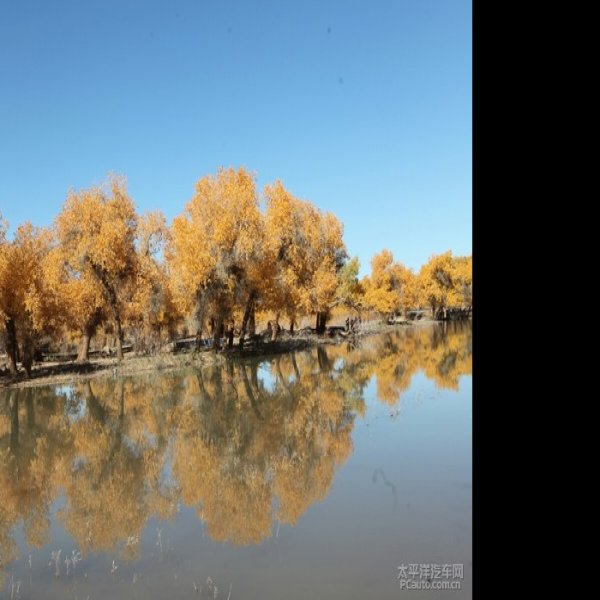 内蒙古额济纳旗胡杨林 - 图片5